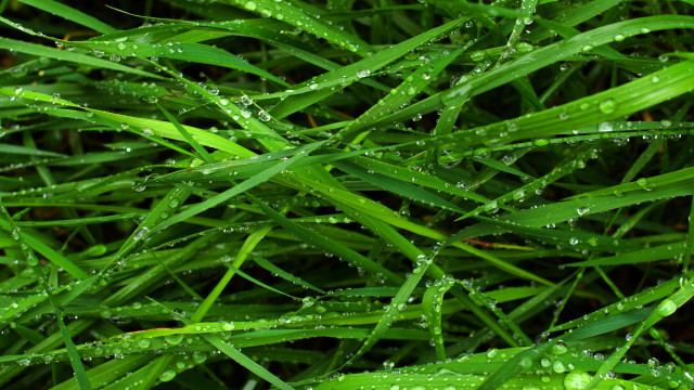 Grass water droplets macro nature #7 free wallpaper - medium preview image