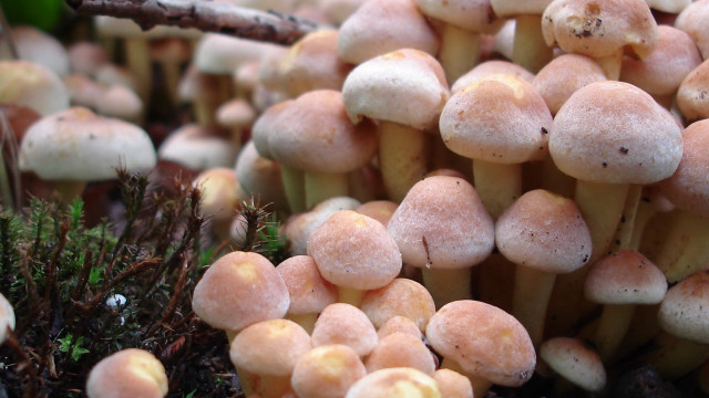 Mushrooms tree branch forest macro #2 free wallpaper - medium preview image