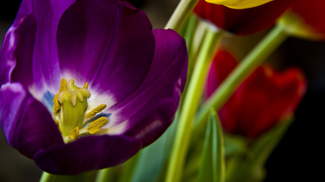 Purple flower red stamen macro free wallpaper - medium preview image