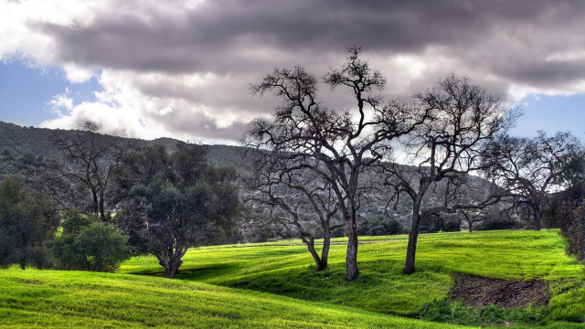 Grassy field trees hill clouds free wallpaper - medium preview image