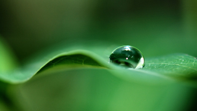 Water drop green leaf macro #14 free wallpaper - medium preview image