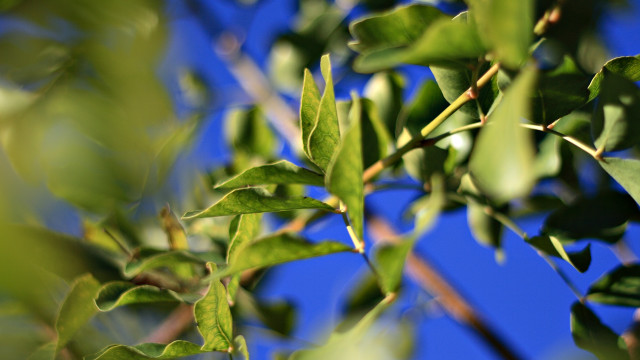 Branch leaves blue sky bokeh free wallpaper - medium preview image