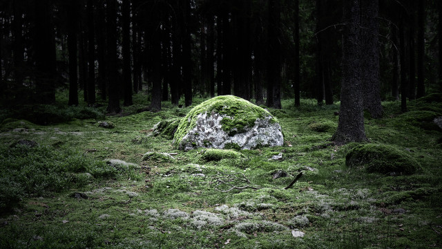 Mossy rock forest night starry free wallpaper - medium preview image
