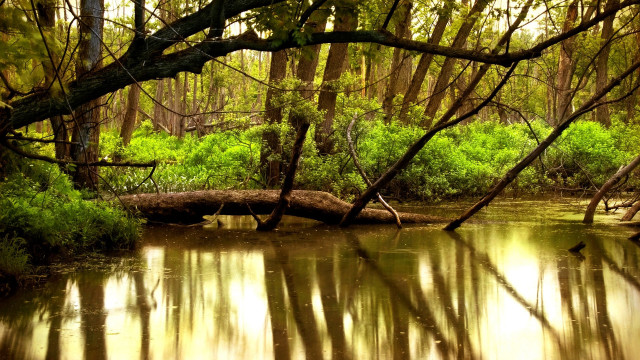 Hudson river fallen tree impressionist free wallpaper - medium preview image