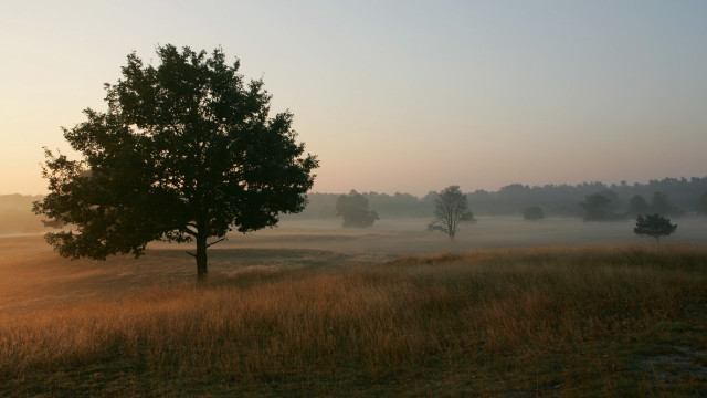 Foggy tree field gradient sky free wallpaper - medium preview image