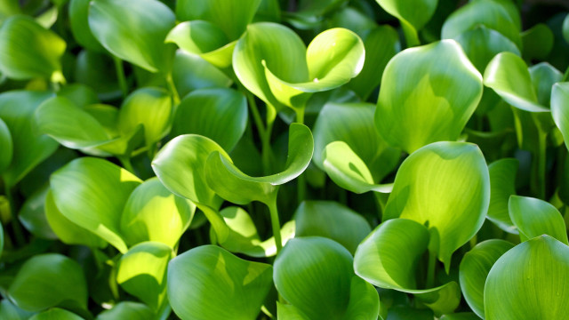 Green plants leaves macro water free wallpaper - medium preview image