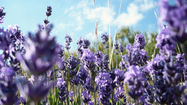 Lavender field blue sky clouds #2 free wallpaper - medium preview image