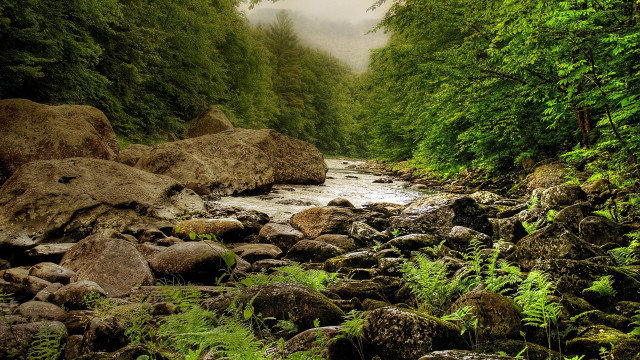 River forest rocks ferns nature free wallpaper - medium preview image