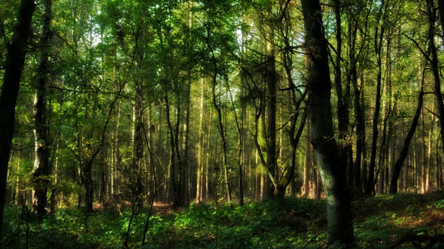 Forest green trees grass nature #2 free wallpaper - medium preview image