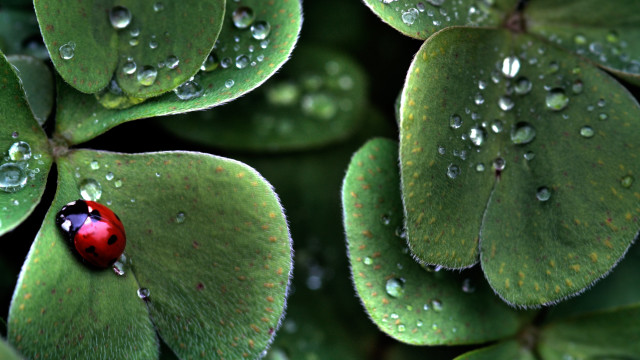 Ladybug green leaf water droplets #14 free wallpaper - medium preview image