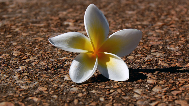 White flower brown ground rocks free wallpaper - medium preview image