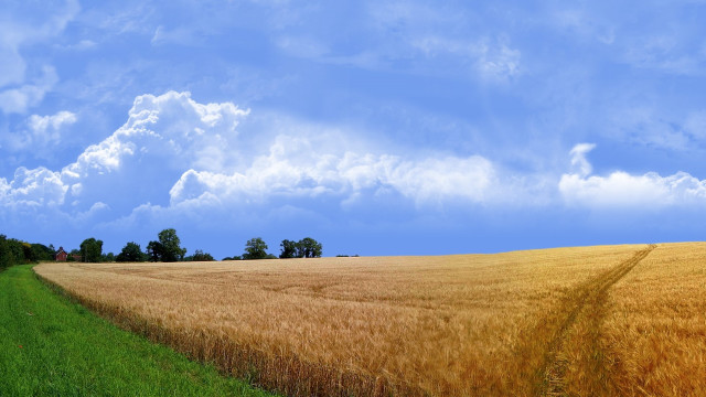 Wheat field dirt road blue free wallpaper - medium preview image