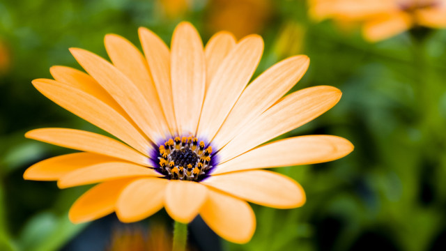 Yellow flower bee bokeh macro free wallpaper - medium preview image