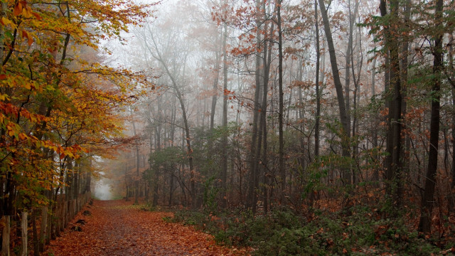 Autumn woods path bench fog free wallpaper - medium preview image