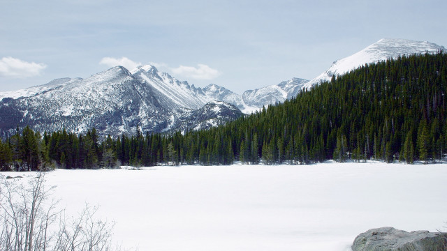 Snowy mountain forest bush branch free wallpaper - medium preview image