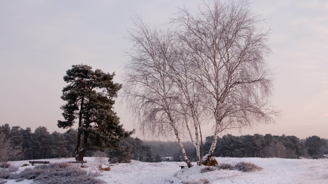 Snowy field tree bench forest free wallpaper - medium preview image