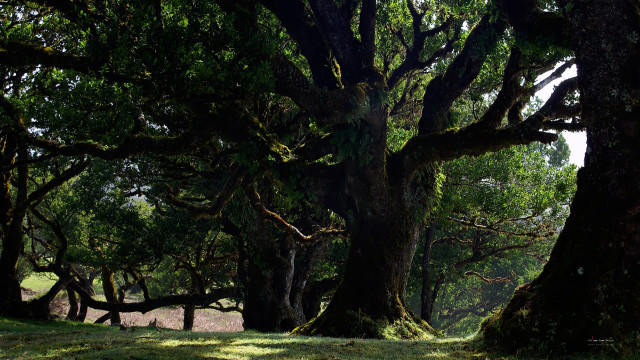 Trees grass bench night starry free wallpaper - medium preview image