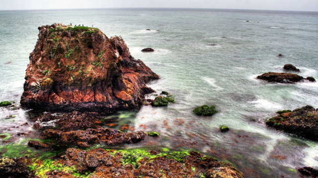Rocky shore algae birds bascove free wallpaper - medium preview image