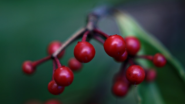 Berry closeup macro bokeh food free wallpaper - medium preview image