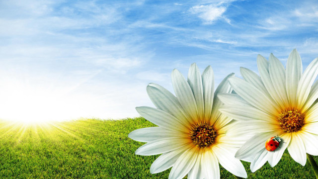White flower bug field sunshine #2 free wallpaper - medium preview image