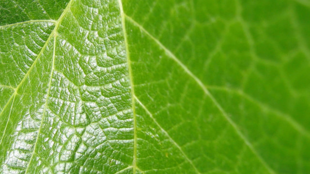 Green leaf macro blurry background #5 free wallpaper - medium preview image
