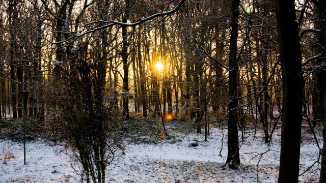 Snowy forest sunset city ferris free wallpaper - medium preview image