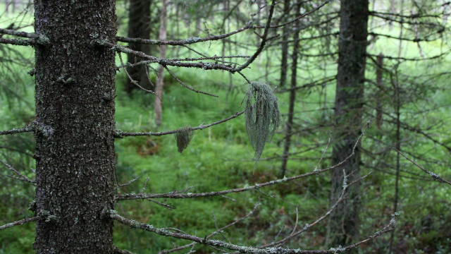 Forest moss animals trees nature free wallpaper - medium preview image