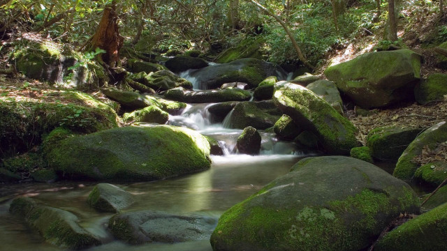 Stream lush forest mossy rocks free wallpaper - medium preview image