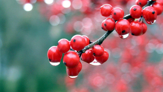 Red berries water drops macro free wallpaper - medium preview image