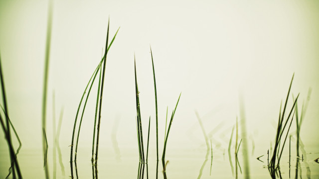 Tall grass water sky birds free wallpaper - medium preview image