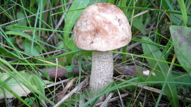 Mushroom grass nature brown white free wallpaper - medium preview image