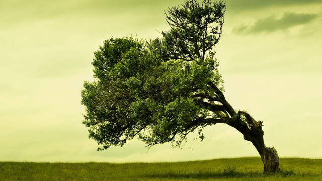 Lone tree grassy field cloudy #11 free wallpaper - medium preview image