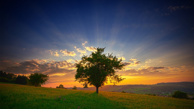 Tree sunset clouds field horizon #2 free wallpaper - medium preview image