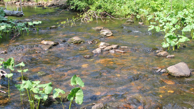 Hudson river rocks plants water free wallpaper - medium preview image