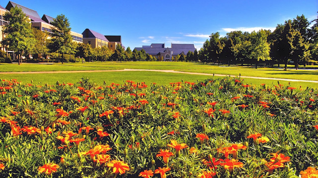 Flower field building trees sky free wallpaper - medium preview image