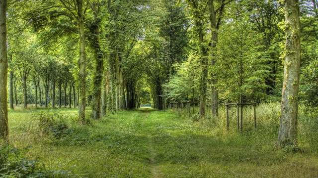 Forest path trees bench garden free wallpaper - medium preview image