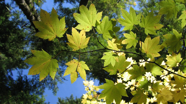 Yellow leaves blue sky autumn #2 free wallpaper - medium preview image