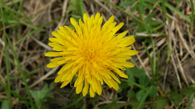 Yellow flower macro bokeh blurry free wallpaper - medium preview image