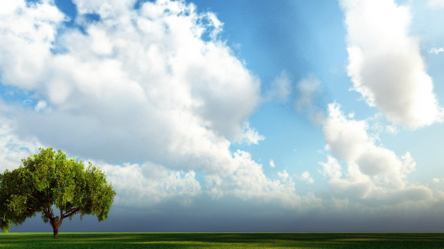 Lone tree cloudy sky matte free wallpaper - medium preview image