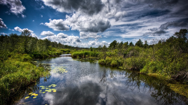 River lake forest clouds lilies free wallpaper - medium preview image