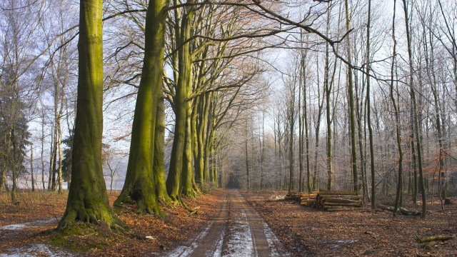 Dirt road forest snow bench free wallpaper - medium preview image