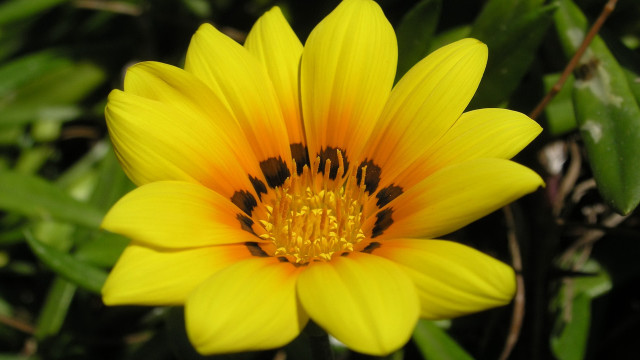 Yellow flower bee macro blurry #3 free wallpaper - medium preview image