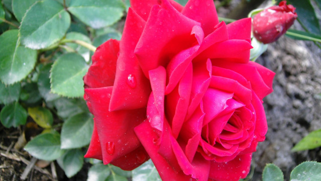Red rose water droplets shrubbery free wallpaper for desktop - medium preview image