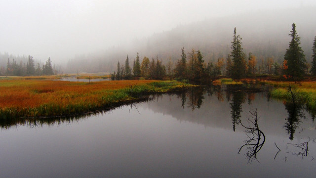 Foggy lake woods trees mist free wallpaper - medium preview image