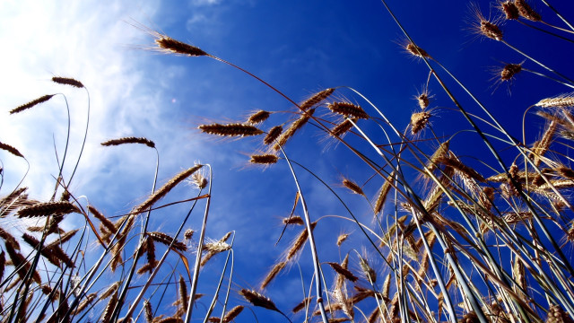 Blue sky tall grass clouds free wallpaper - medium preview image