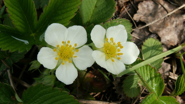 Two white flowers yellow centers #2 free wallpaper - medium preview image