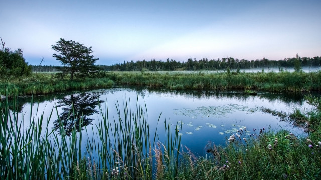 Pond trees grass sky bench free wallpaper - medium preview image