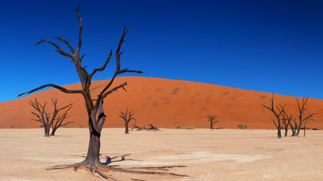 Barren desert dead trees blue free wallpaper - medium preview image