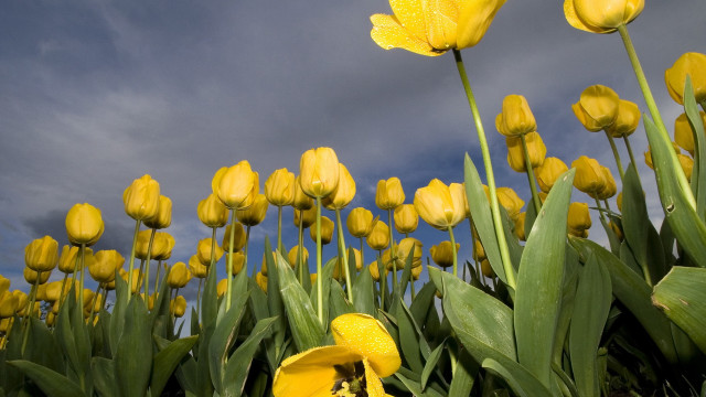 Yellow flowers field cloudy sky free wallpaper - medium preview image