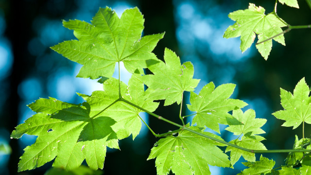 Green leafy branch butterfly nature free wallpaper - medium preview image